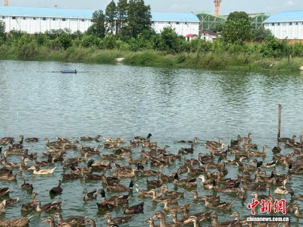 国融资管 （乡村行·看振兴）江西南昌：特色产业联农带农 推动乡村共富